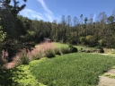 Muhly grass